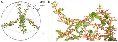 The Variable Effect of Polyploidization on the Phenotype in Escallonia